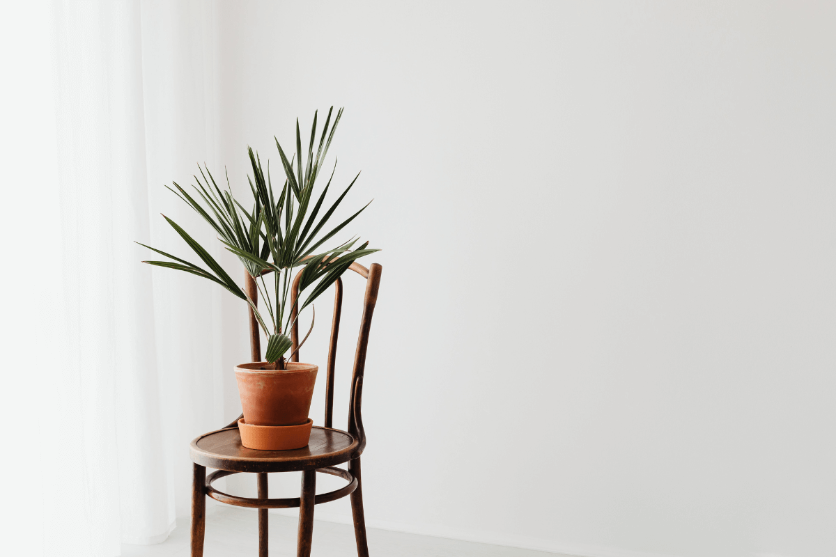 Chaise de cuisine en bois