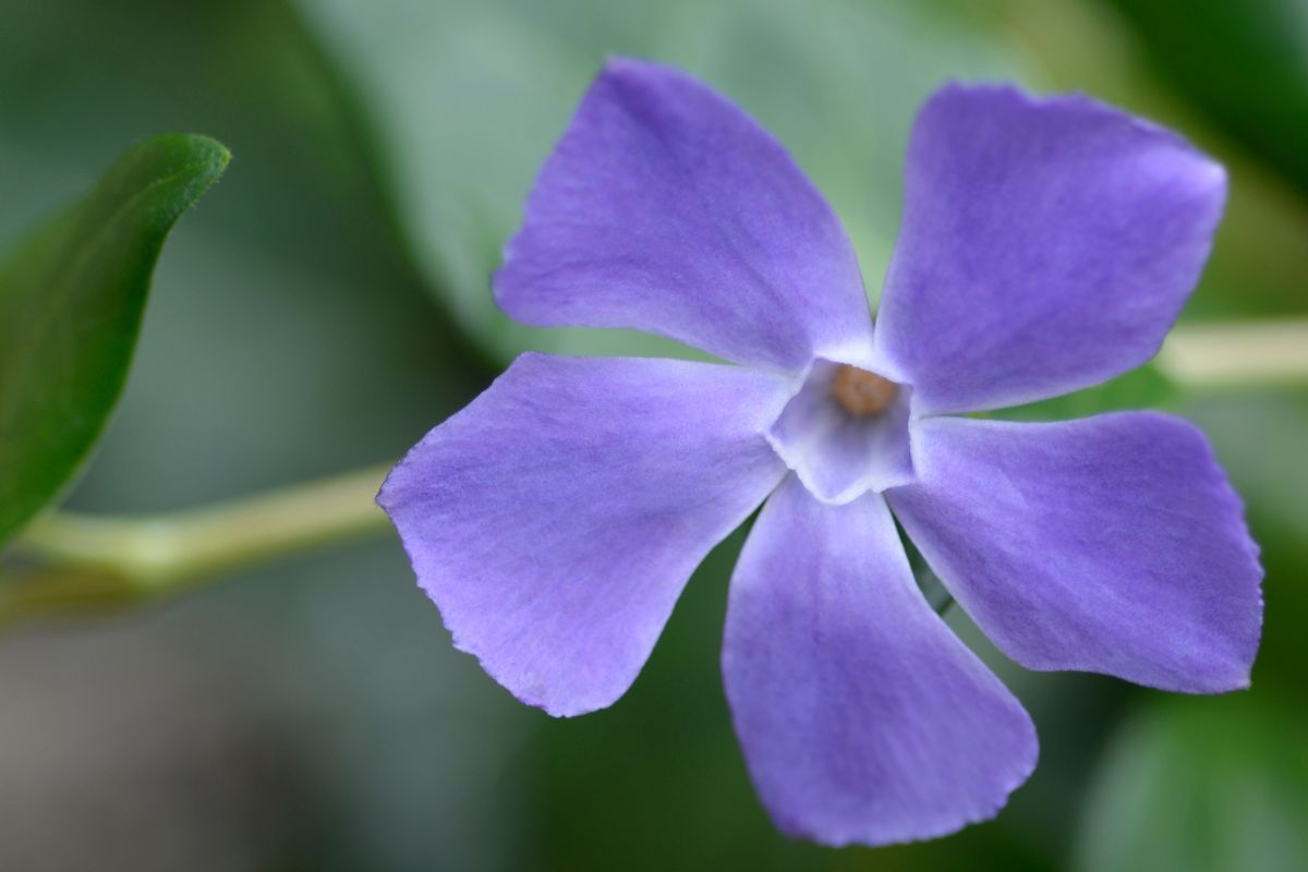 Flor pervinca