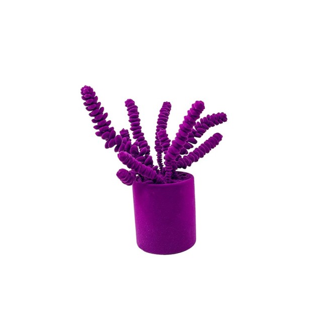 Objet décoratif Crassula Adriani e Rossi