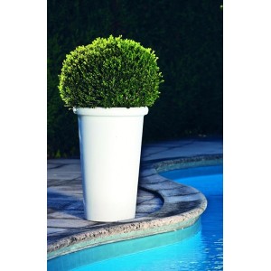 vaso-camelia-serralunga